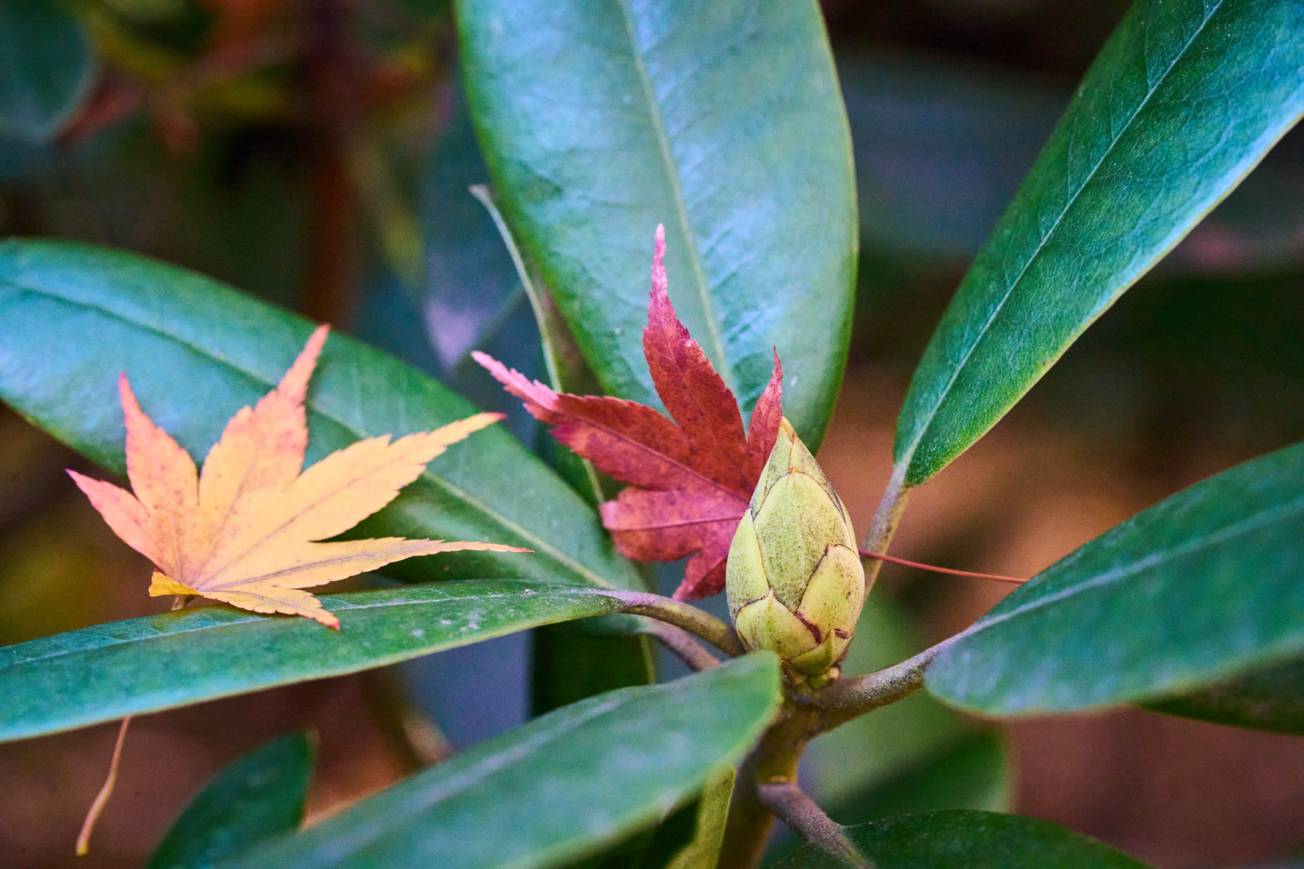 2025 11 02 Gruga 0018